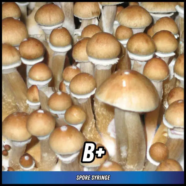 Eden Shrooms Spores - B+