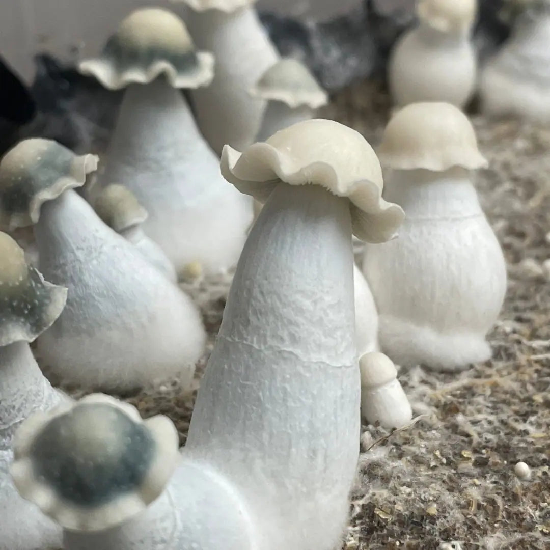 Eden Shrooms Spores - Albino Penis Envy