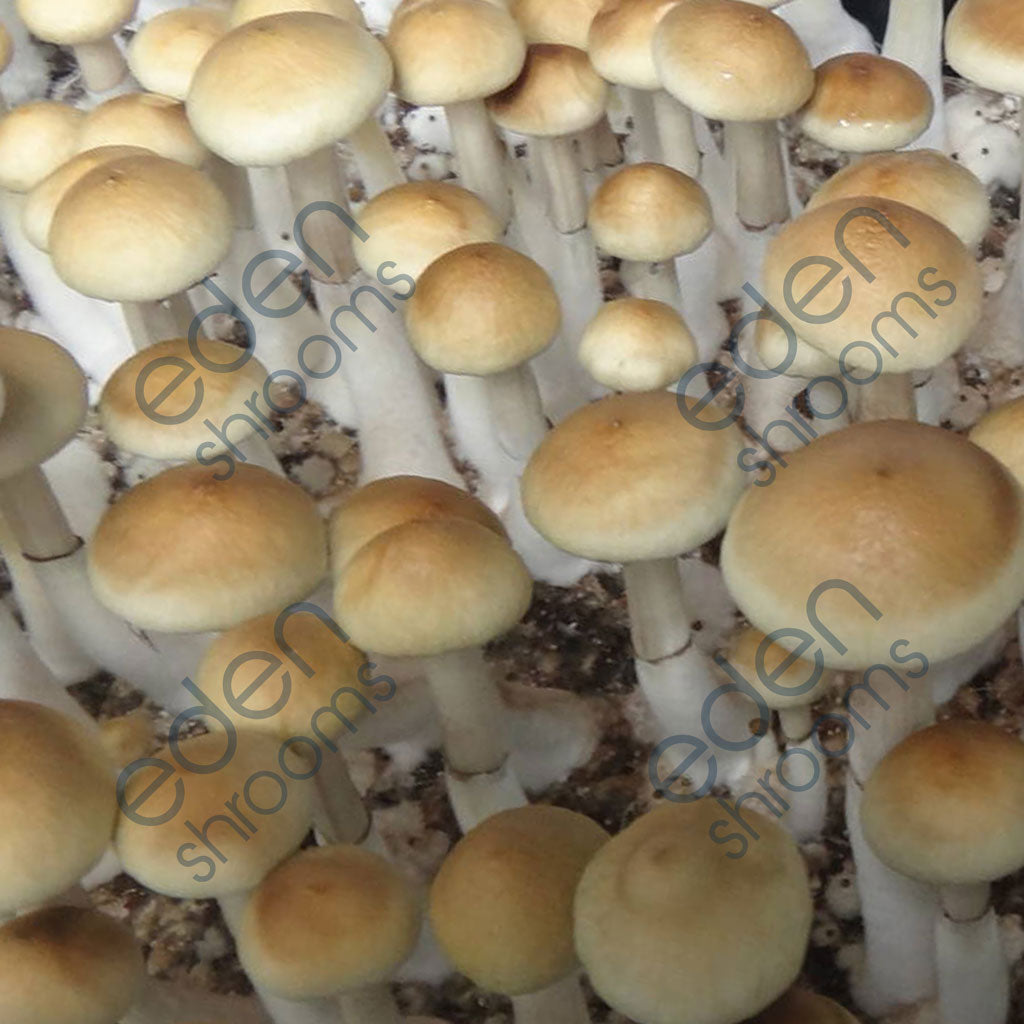 Eden Shrooms Spores - Columbian