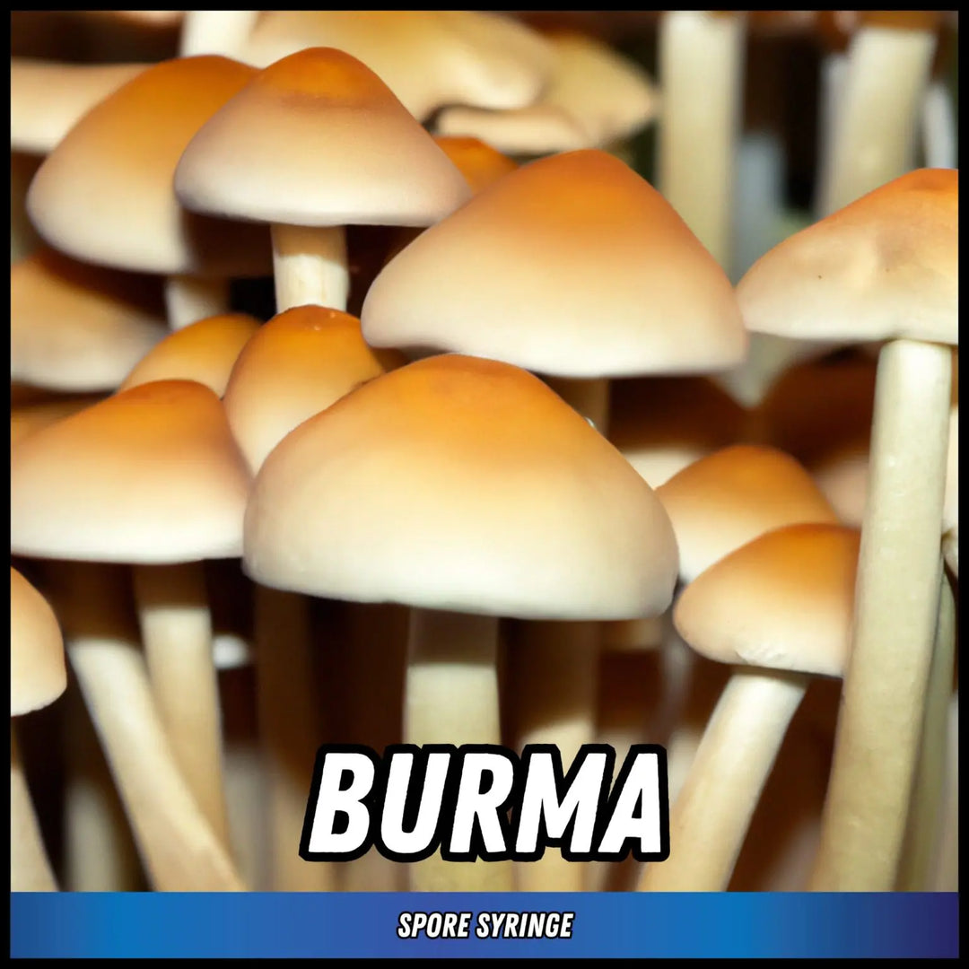 Eden Shrooms - Burma