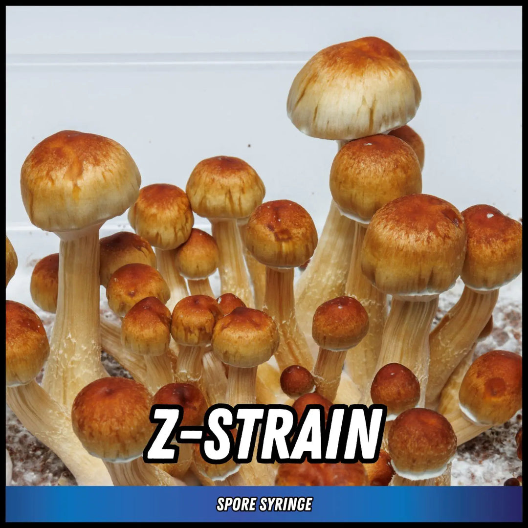 Eden Shrooms Spores - Z-Strain