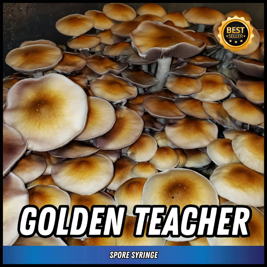 Eden Shrooms Spores - Golden Teacher