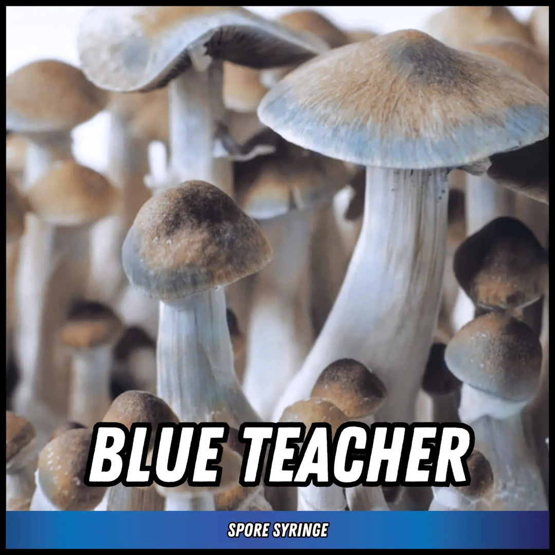 Eden Shrooms - Blue Teachers