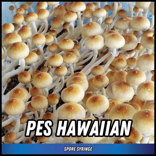 Eden Shrooms Spores - PES Hawaiian