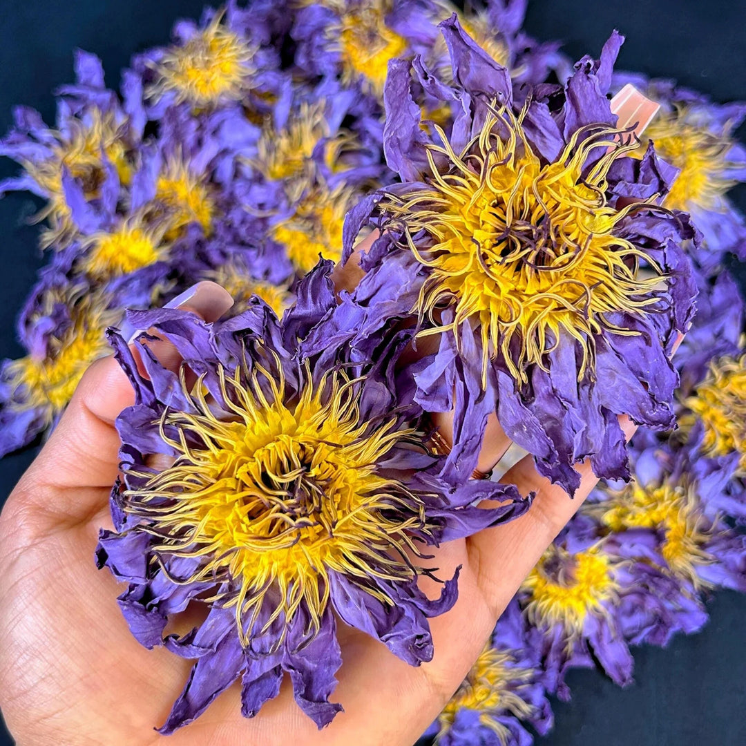 Blue Lotus Dried Flower - Whole Flowers