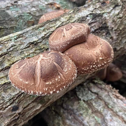 North Spore Grow Kits - Shitake